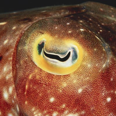 BaffinSquid's profile picture