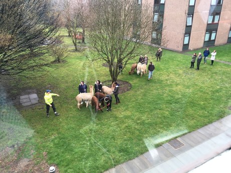 Alpacas!