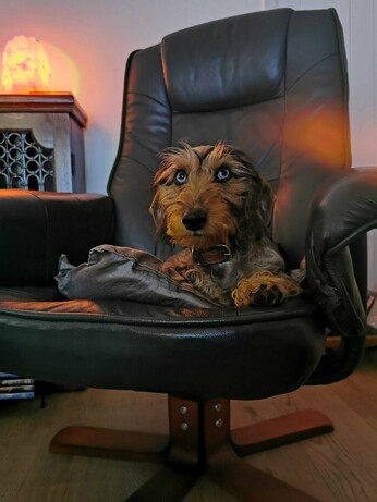 Wire-haired Dachshund sat in a chair.