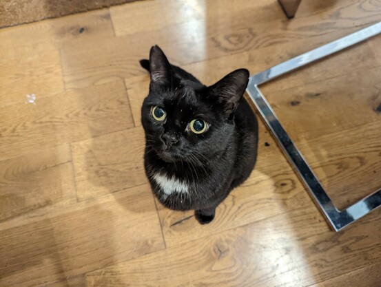Kitty doing big eyes