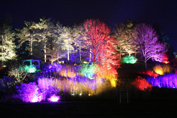 Night view of assorted trees illuminated with coloured lights as part of Glow at Royal Horticultural Society Hyde Hall gardens in Essex.