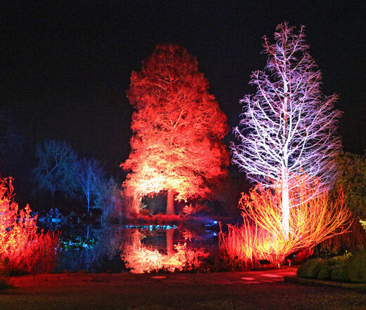 Night view of assorted trees illuminated with coloured lights as part of Glow at Royal Horticultural Society Hyde Hall gardens in Essex.