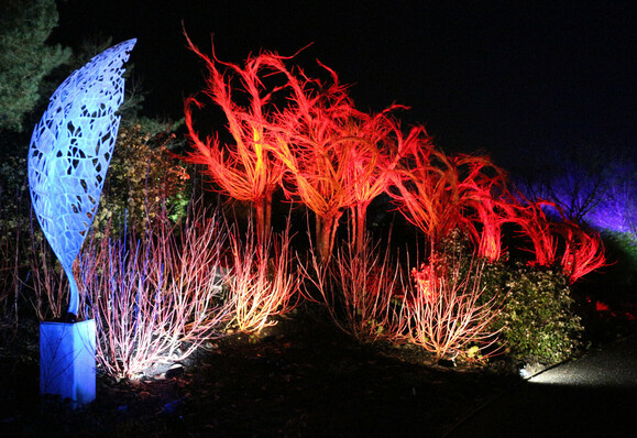 Night view of assorted trees and a sculpturei lluminated with coloured lights as part of Glow at Royal Horticultural Society Hyde Hall gardens in Essex.