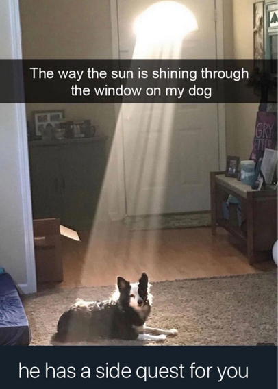 Photo of a dog lying on the floor in front of the door that has a window. A shaft of sunlight shines through the window onto the dog. 

Caption reads:
"The way the sun is shining through the window on my dog

he has a side quest for you"