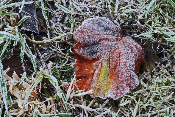 Colour photo of a frosted dead leaf lying on frosted grass.