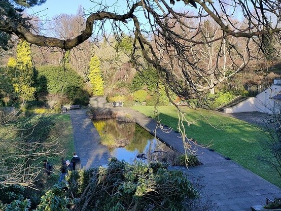 The yellow of an ornamental conifer reflects off the pond in the garden at the end of Hampstead pergola