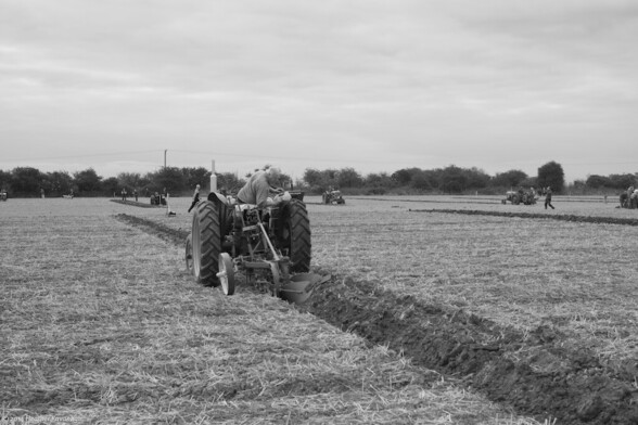 A vintage tractor is being used to plough a field. The driver operator is leaning back and keeping a careful eye on the plough to ensure his competition effort is as straight and true as he can make it. Scattered in the background, other tractors and drivers are working on their allotted patches of field.
