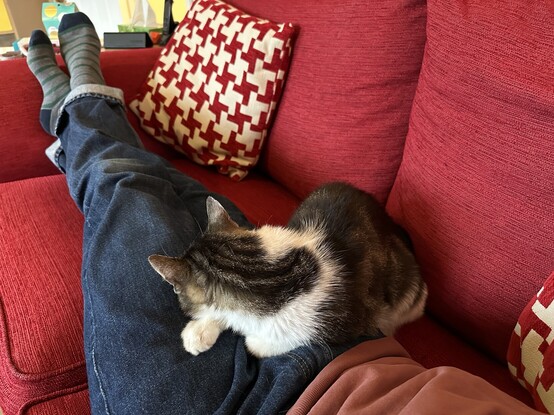 Photograph of my cat, Costa, sleeping on my lap while I recline on the sofa. 