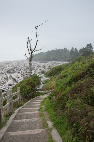 Stepped pathway down to a beach covered with skeletal white tree trunks - pine trees to one side in the distance. A dead tree stands in the middle foreground, next to the path. Overcast, hazy sky.