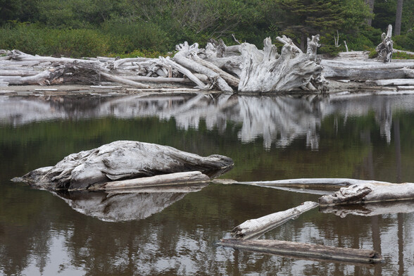 Tidal lagoon of mirror-like water reflecting bleached-white tree trunks and tree stumps.
