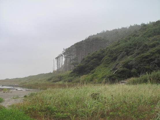Grassy edge of beach with windswept, twisted pine trees and low shrubby vegetation - misty, overcast sky.
