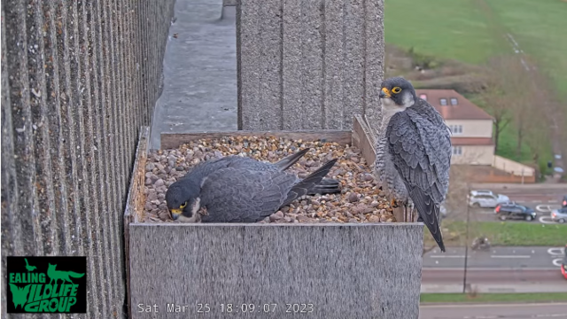 peregrine falcons on nestbox on the roof of Ealing Hospital.