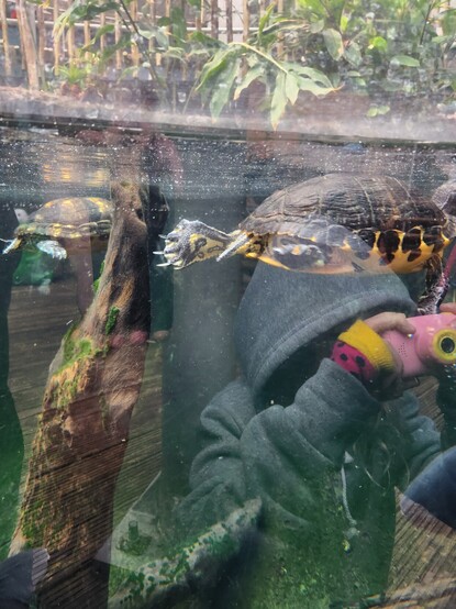 A picture of a turtle (maybe a tortoise) in a fishtank, Freya can also be seen in the reflection taking a picture