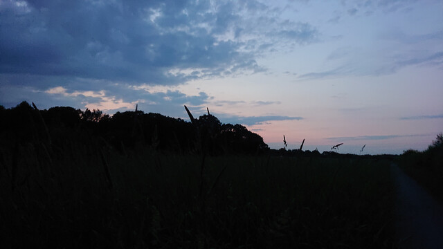 Silhouetted trees against a pale blue and pink sunset sky with light clouds