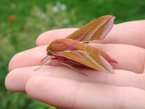 A very large, elegant hawk moth in a striking pink and mustard brown colour scheme, sat on the fingers of an upturned hand. 