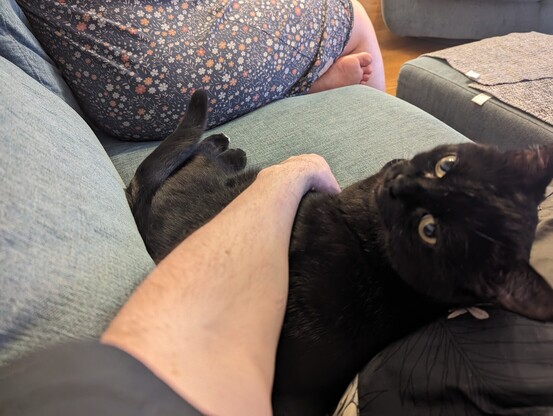 Cat snuggling on the sofa very much taking the piss with his big stupid eyes