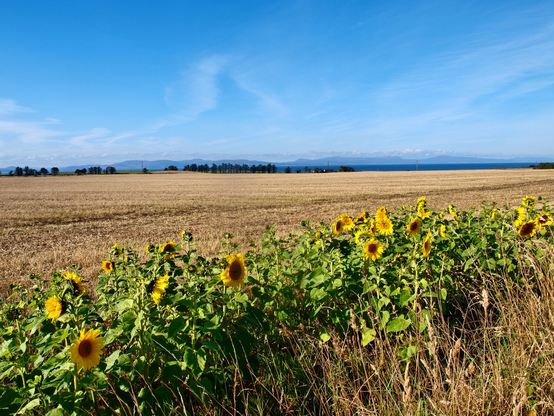Photo of sunflowers on the edge of a harvested field. Trees on the far margin, blue hills beyond.  blue sky with faint whisps of white cloud