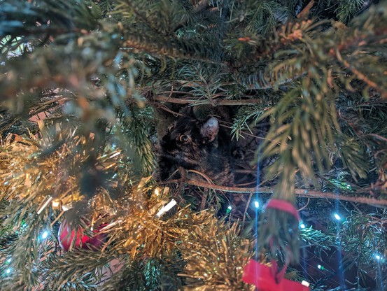 Small torty kitten visible through the branches of an Xmas tree