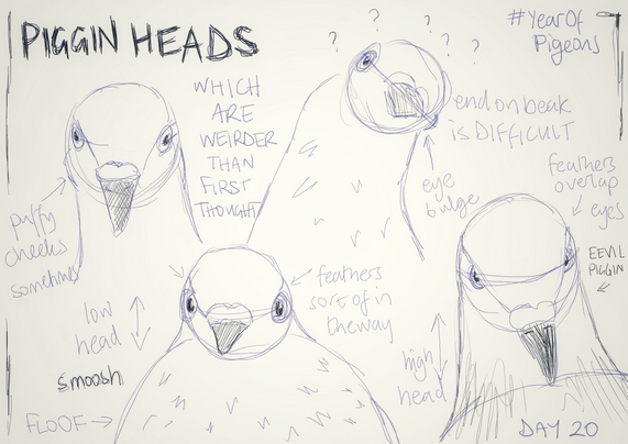 Piggin heads - four sketches of pigeon heads in various poses. Annotations about how the feathers sometimes puff up just around the cheeks, and how beaks are hard to draw end on.