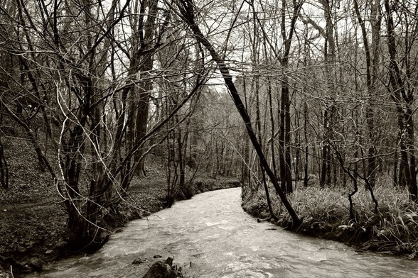 A sepia-toned black-and-white image of a lively small river gushing through woodland, with thin spindly trees either side