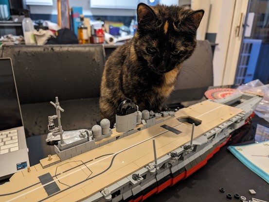 Tortie kitty looking over carrier