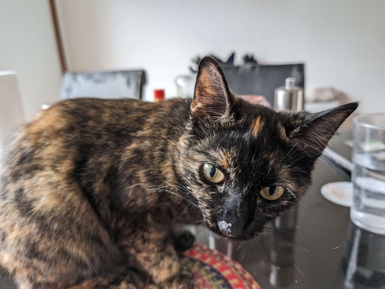 Tortie kitty with nose and whiskers covered in yoghurt, looking satisfied with herself.