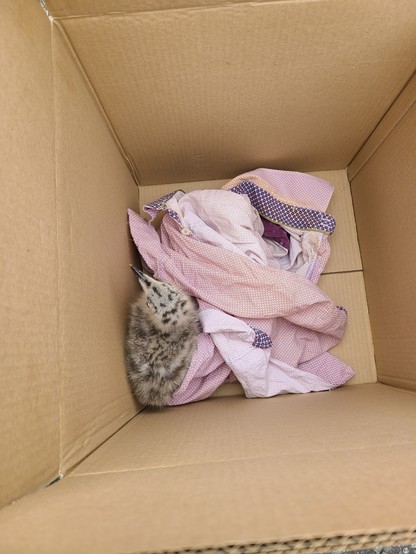 A small baby herring gull inside a cardboard box with a pink bit of cloth.