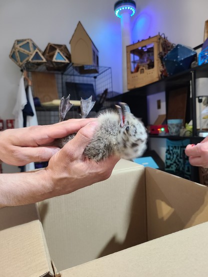 A baby herring gull being held by a pair of white hands. Blurring around the face indicates an amount of wiggling angrily.