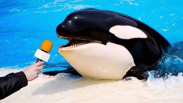 Captive orca - stop it, it's cruel - with a microphone held in front of it as if it's giving an interview. And seriously, stop keeping cetaceans in captivity.