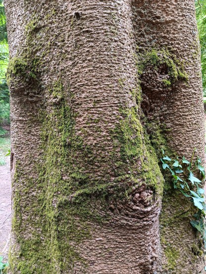 A tree with what looks like a face in its bark