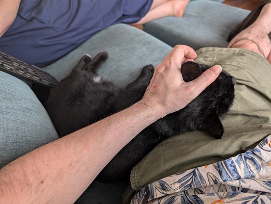 Black kitty snuggled up to my side happily getting head scritches
