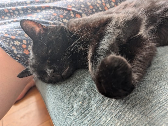 Black kitty snoozing fitfully on the sofa