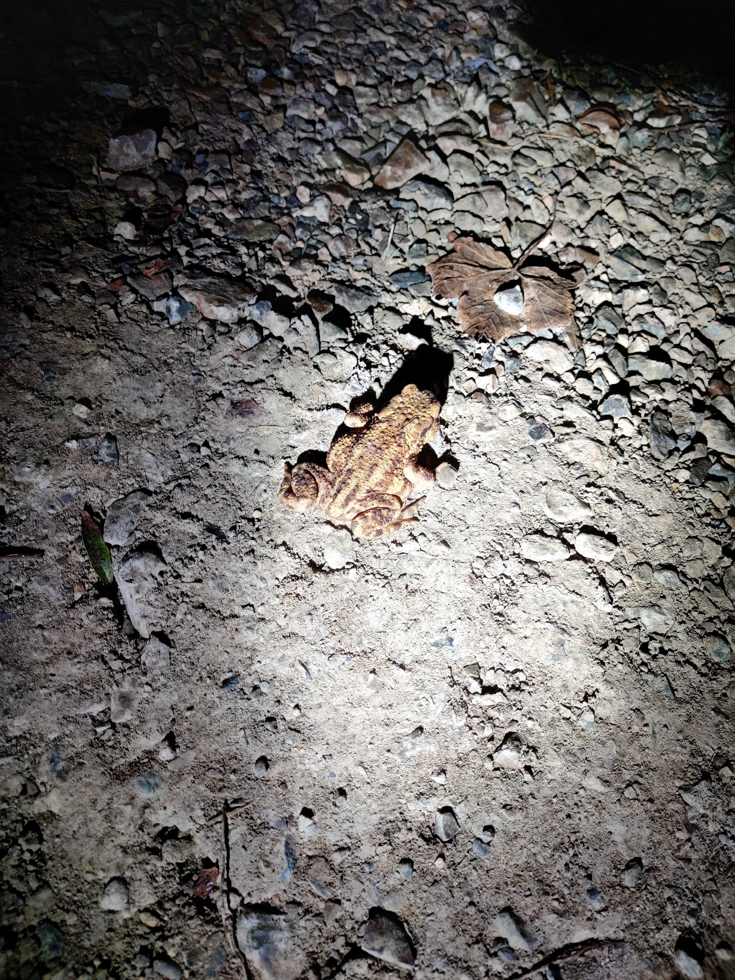 A toad that was on the prowl when I put the dogs out last night