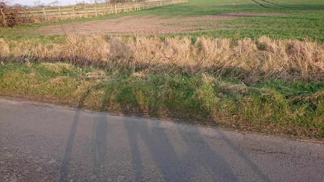 A view of the side of a British country lane.  There's a strip of tarmac visible, then an overgrown grass verge before a farmer's field.  Overlaid on the tarmac and verge is the shadow of a cyclist and their bike.