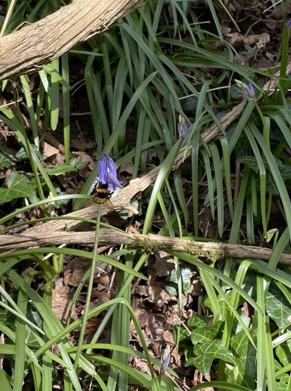A large bee on a bluebell