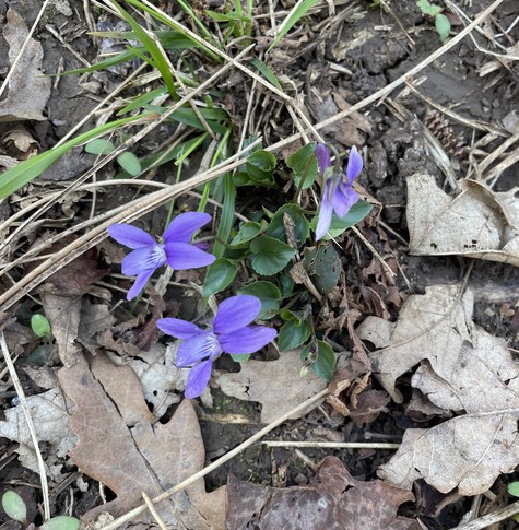 some violets
