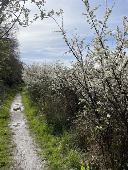 Lots of blossom framing damp path