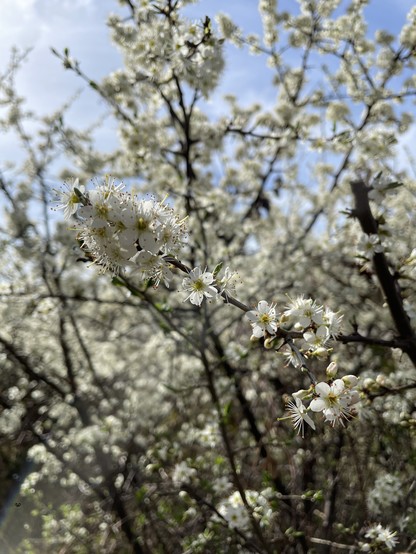A close up of sloe blossom