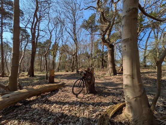 A bike by a tree stump, in a pine forest, near Minsmere in Suffolk