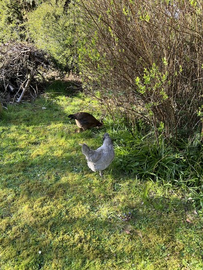 A blue hybrid and a brown Sussex enjoy being in the sun on the grass
