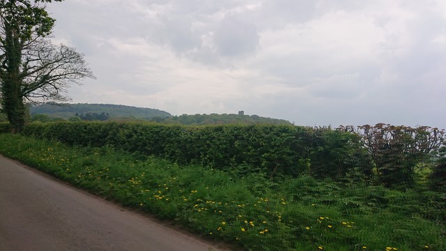 Not far from Beeston Castle, another view of a castle from a country lane.  Another green hedge, a smattering of dandelions in the verge of this one and a lone tree wrapped in green creeper of some sort.

These hills are more rolling, rather than the sudden rise of Beeston.  Atop one is the still in use (though as a hotel these days) Peckforton Castle.