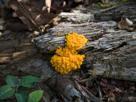 A bright yellow organic blob a few centimeters across clings to a rotten piece of wood. Close up it has a fuzzy, almost fractal structure, but no large-scale organisation beyond "blob". A few threads of the same stuff can be seen nearby on the wood, looking dried out.