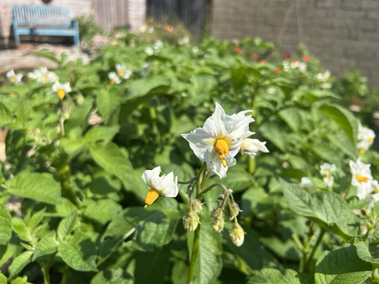 Potato plants - tall now. With flowers! 