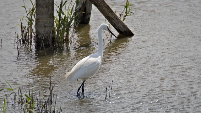 A little egret: white wading bird, a type of heron. It is wading through shallow water with reeds growing in it, presumably looking for fish. Behind it is some kind of old wooden structure.