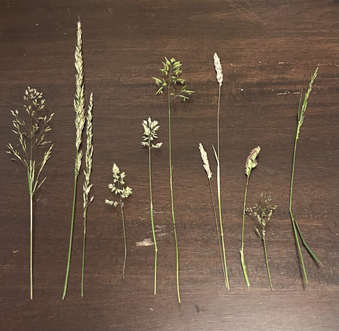 8, possibly 9, types of grass that has gone to seed. Some are like little fluffy trees, one red, some like wheat, and fluffy bulrush shaped sticks