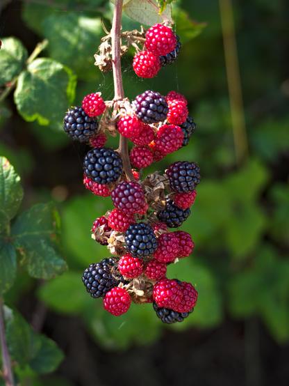 Bunch of very juicy blackberries ranging in colour from bright red to deep black.