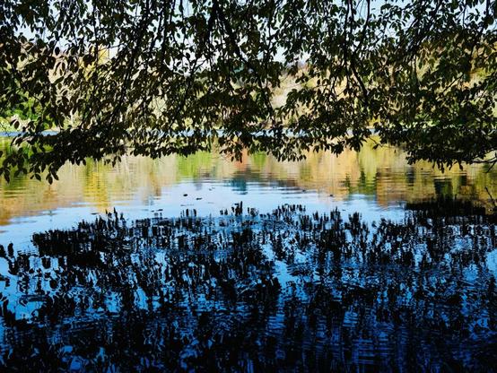 Looking out over a lake from beneath a low tree canopy; the dark silhouettes of branches above and their reflections below, leaving a thin strip of bright blue and green water across the middle