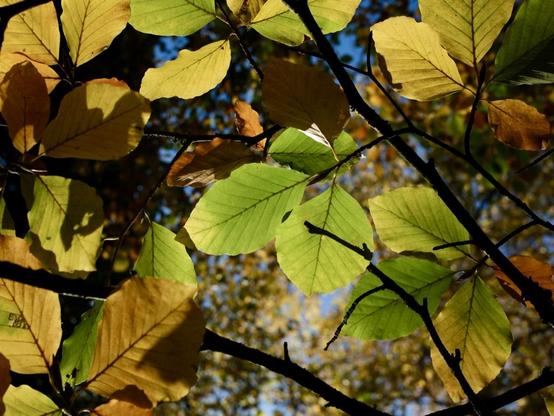 Green leaves with sunlight shining through them