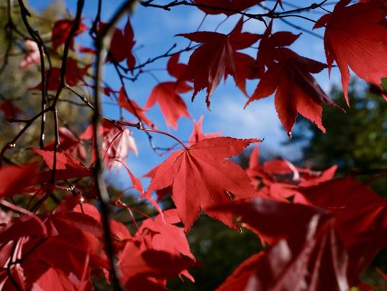 Red leaves in the sun, with brilliant blue sky behind, very colourful