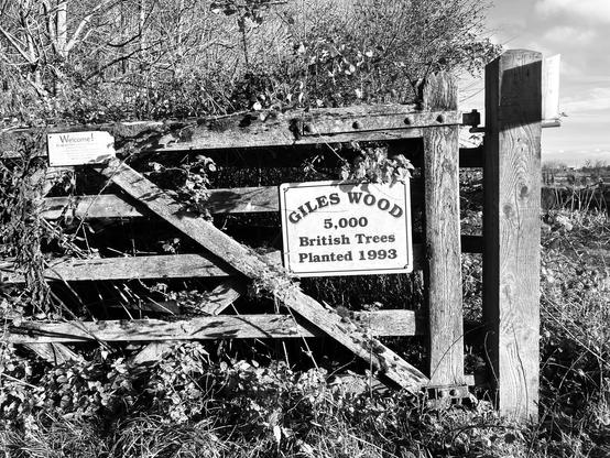 b/w photo of a wooden gate, trees behind, and a sign on it saying “Giles wood 5,000 British trees planted 1993”
